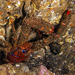 Galathea strigosa